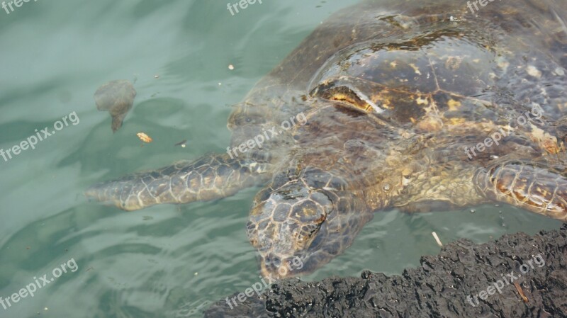 Turtle Sea Ocean Hawaii Sea Turtle