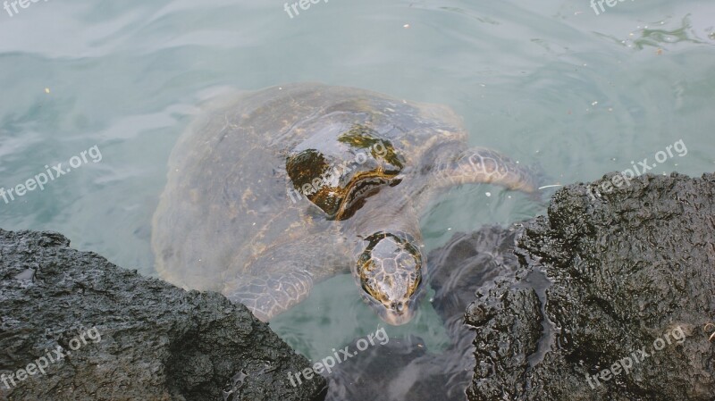 Turtle Beach Sea Ocean Nature