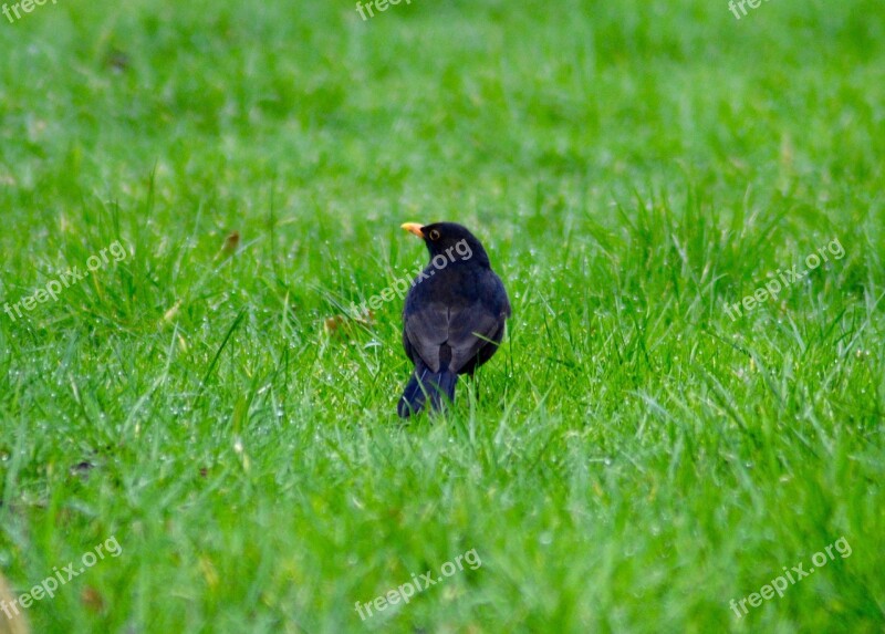 Blackbird Uk Grass Green Free Photos