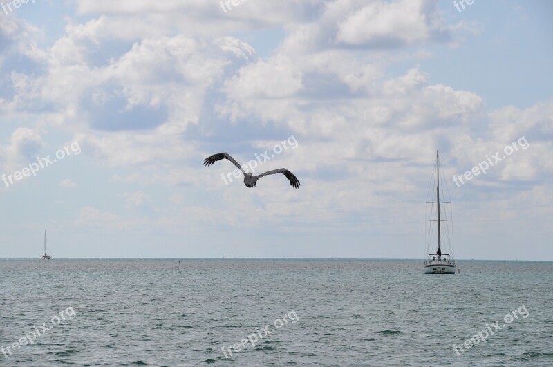 Nature Pelican Boat Beira Mar Agua