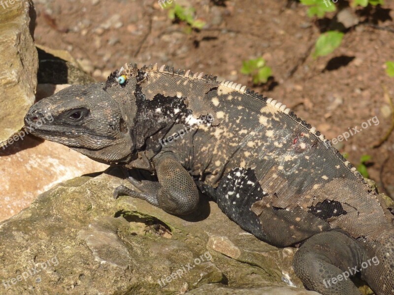 Iguana Roatan Lizard Reptile Dragon