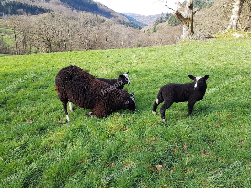 Black Sheep Lamb Countryside Sheep Black