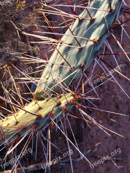 Cactus Sedona Arizona Southwestern Southwest