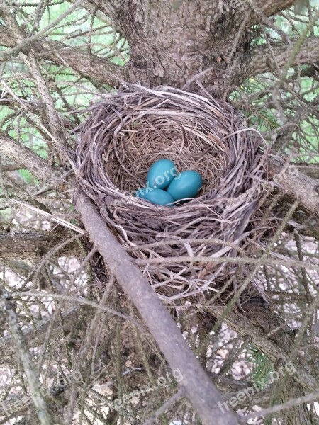 Earth Day Bird Nest Eggs Earth Nest