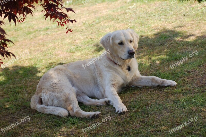 Labrador Dog Large Pet Fur