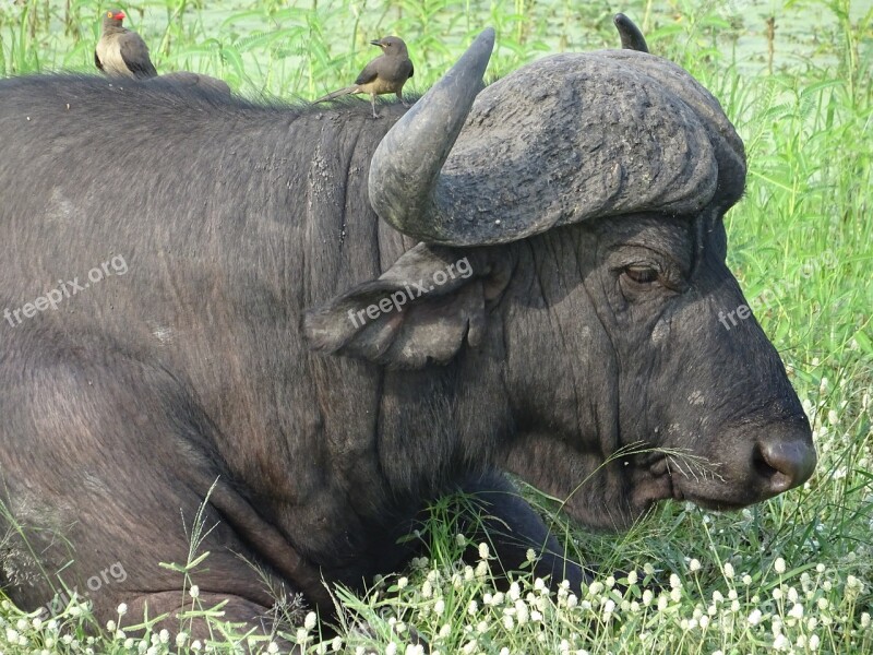 Buffalo Horns South Africa Malamala Animal