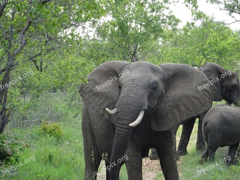 South Africa Malamala Elephant Tusks Safari