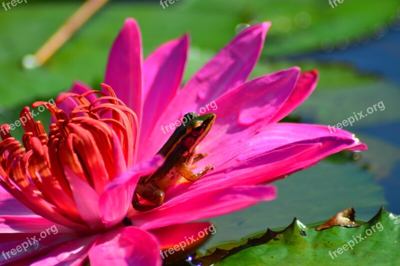 Sitting Frog On Lotus Free Photos