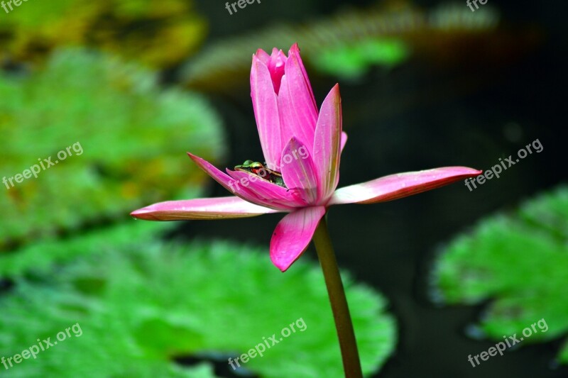 Hiding Frog Lotus Free Photos