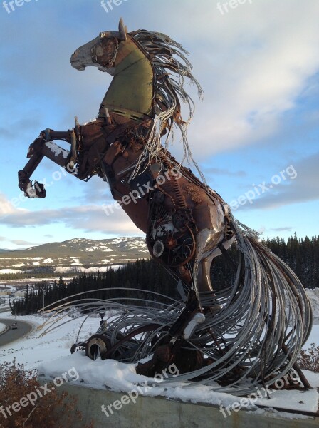 Whitehorse Yukon Horse Free Photos