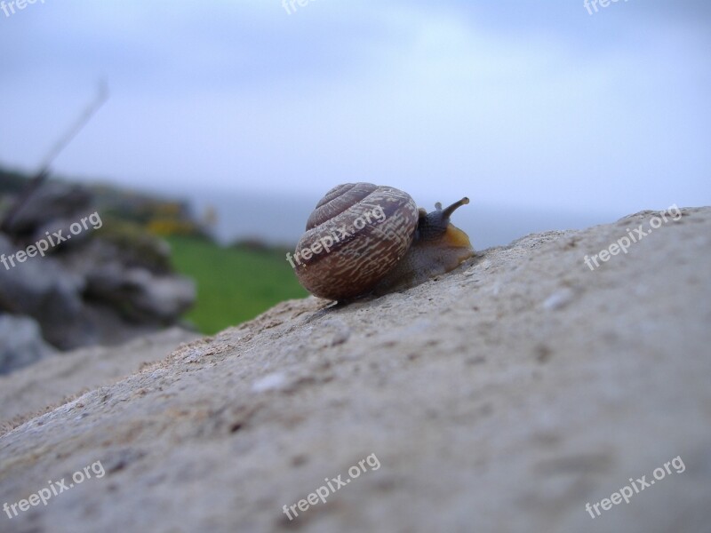 Snail Rock Climbing Shell Nature