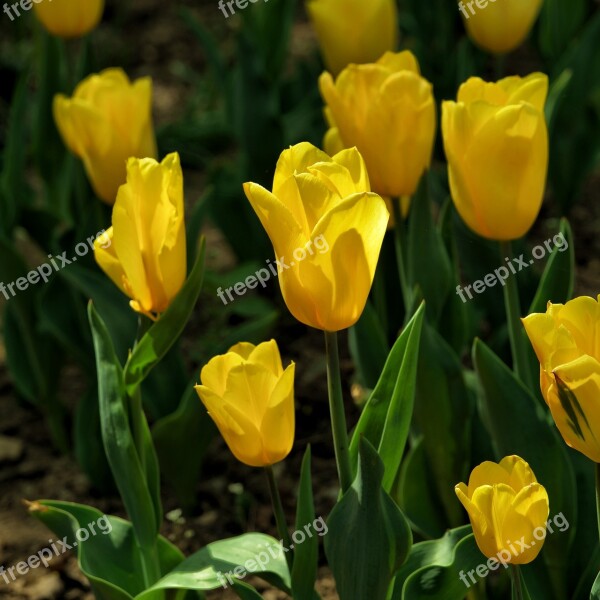 Backlighting Tulip Language Of Flowers Free Photos