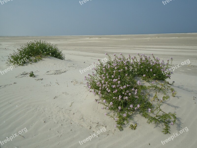 Ameland Sun Sea Beach Dune Grass