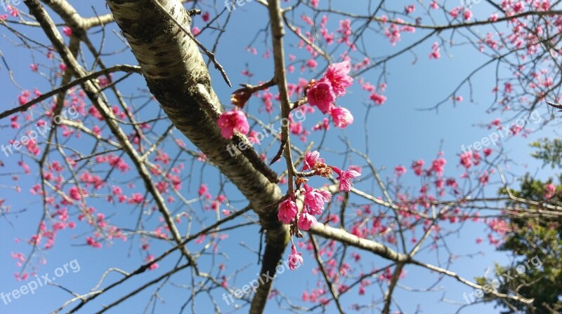 Cherry Blossoms Spring Flowers And Plants Free Photos