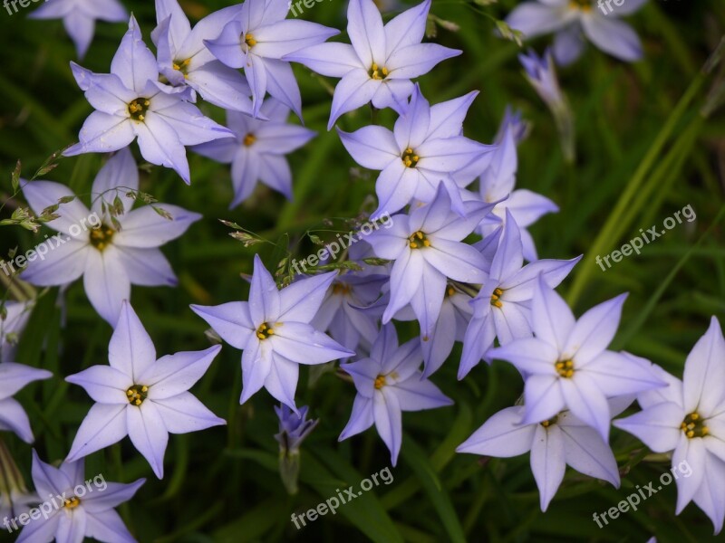 Star Flower Spring Violet Free Photos