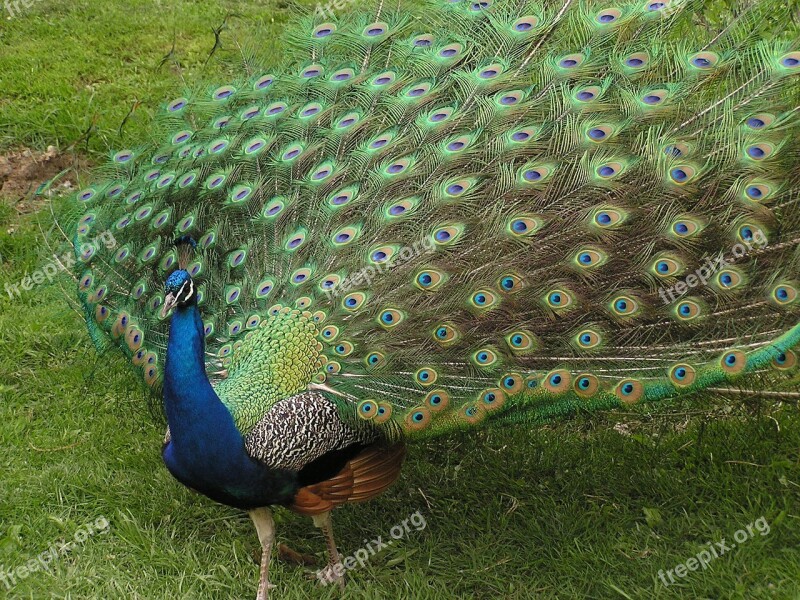 Peacock Bird Animal Majestic Plumage