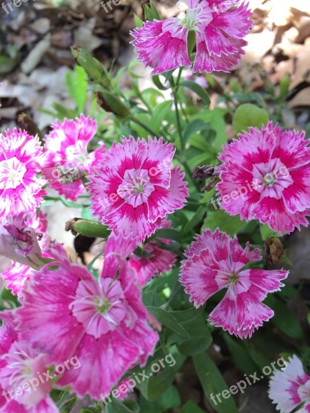 Sweet William Flowers Spring Pinks Free Photos