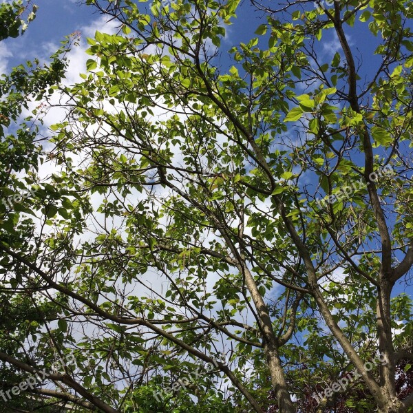 Spring Yesil Tree Sky Tree Nature