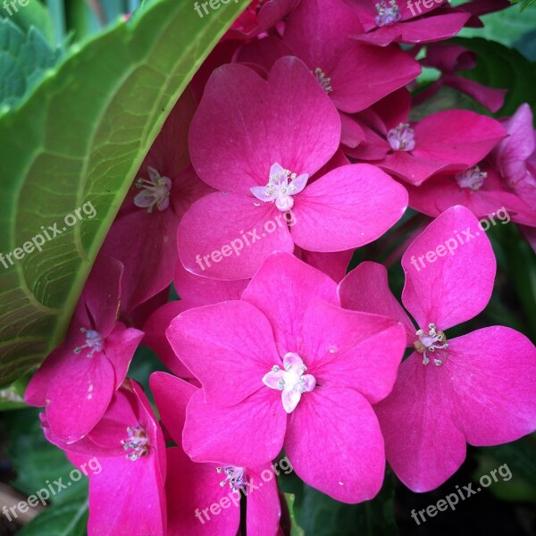 Flower Sprig Pink Flower Spring Beautiful