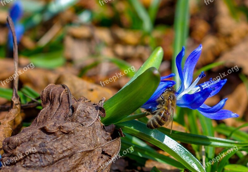 Bee Flower Green Nature Wild