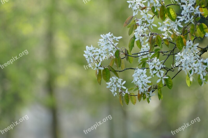 Love Spring Tree Coming Free Photos