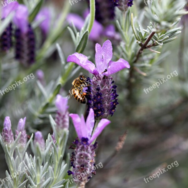 Bumble Bee Flowers Lavender Spring Nature