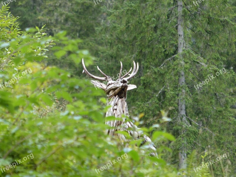 Hirsch Forest Meadow Wild Fallow Deer