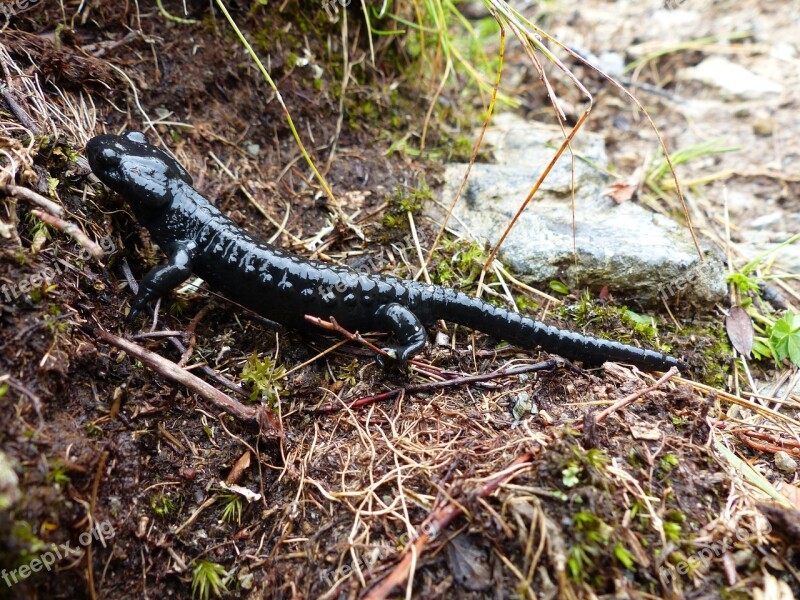 Alpine Salamander Amphibian Salamander Real Salamander Animal