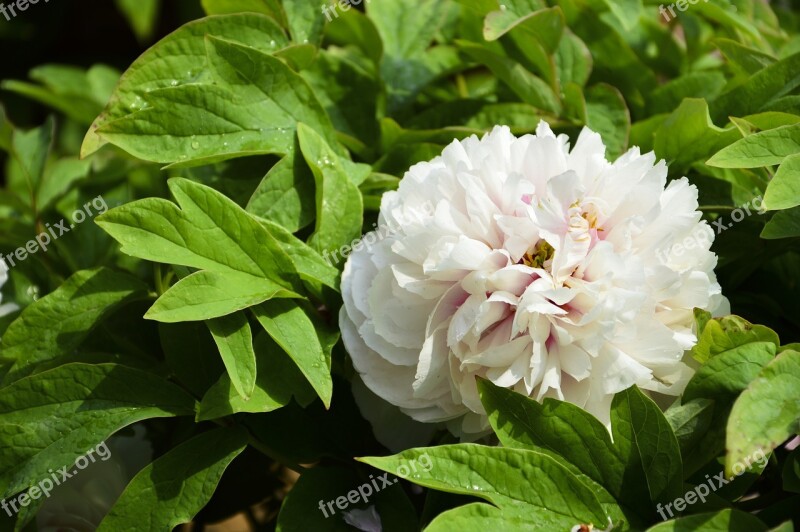 Peony Flowers Rain Plant Free Photos