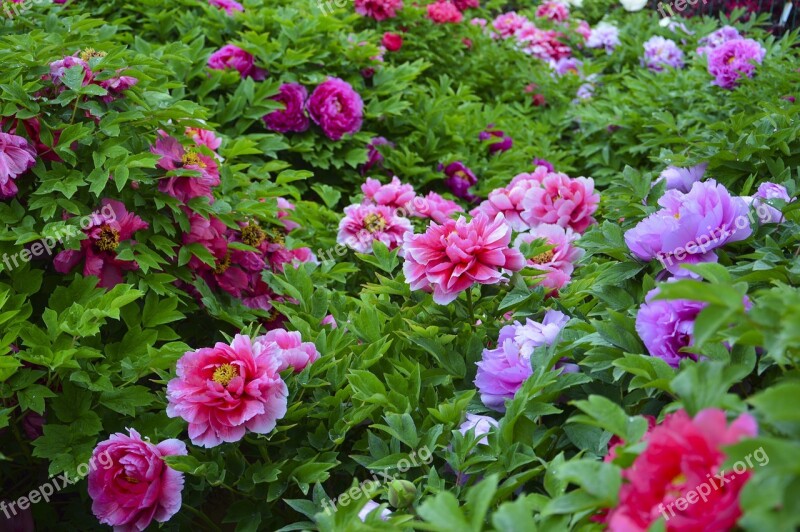 Peony Flowers Rain Plant Free Photos