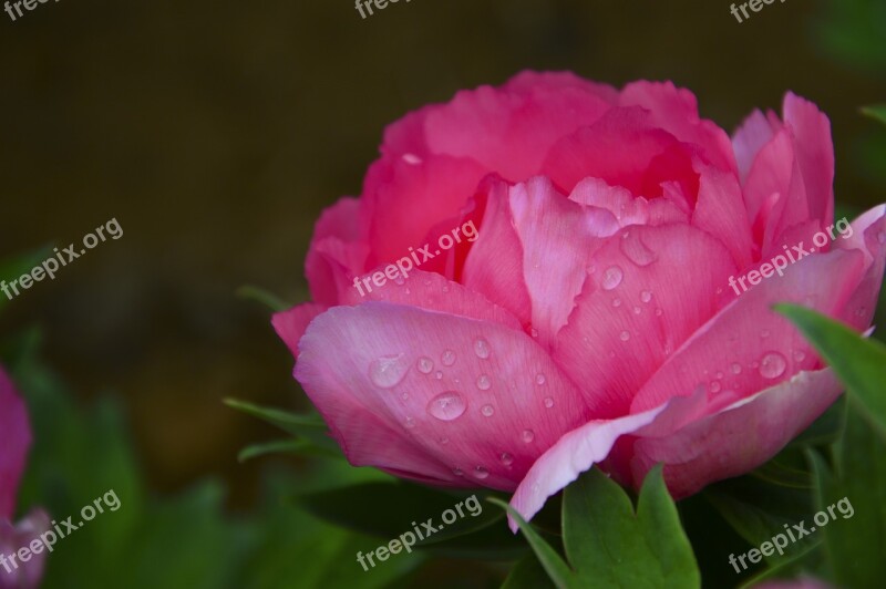 Peony Flowers Rain Plant Free Photos