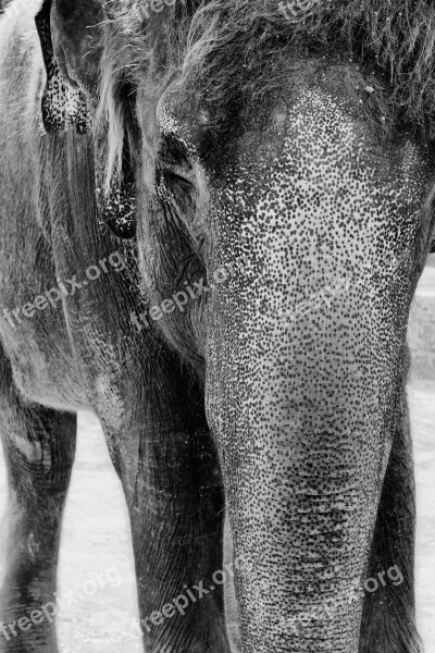 Elephant Black And White White Black Animal