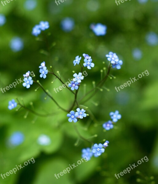 Forget Me Not Flower Green Close Up Pointed Flower