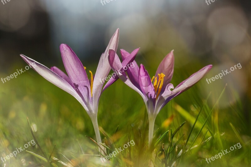 Crocus Wild Purple Violet Spring Magic