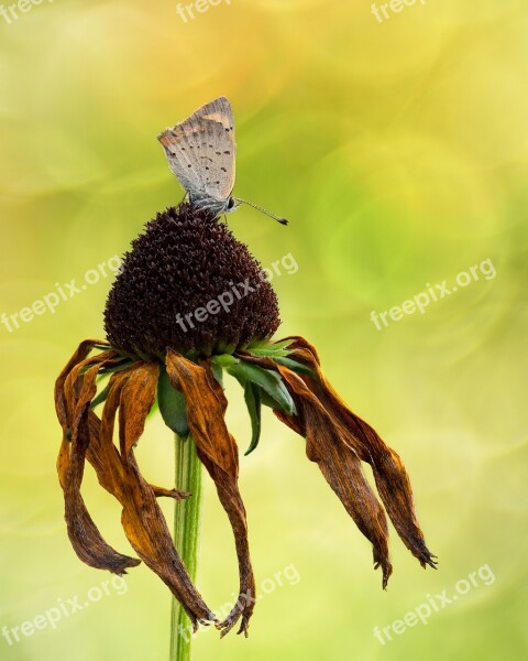 Fire Falter Butterfly Butterflies Common Blue Lycaenidae