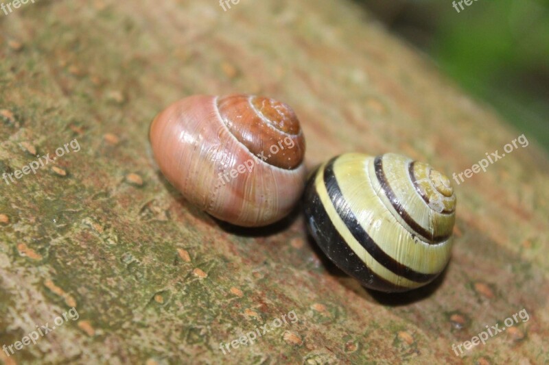 Twin Snail Animal Macro Garden