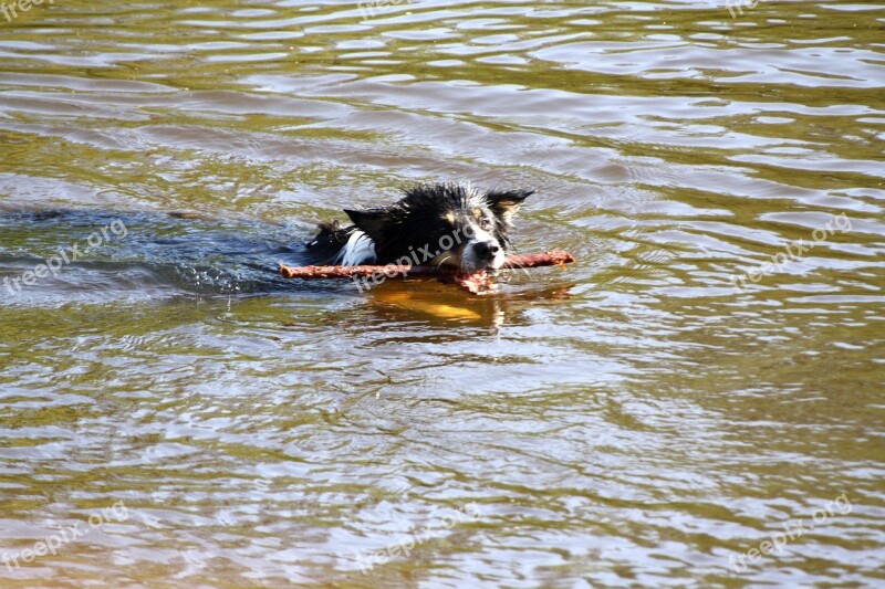 Dog Floor Swim River Retrieve