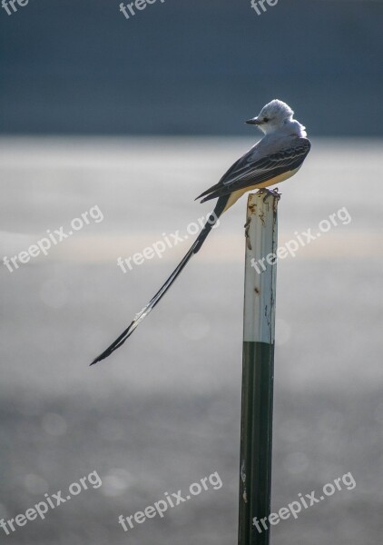 Bird Scissor Tail Nature Wildlife Balance