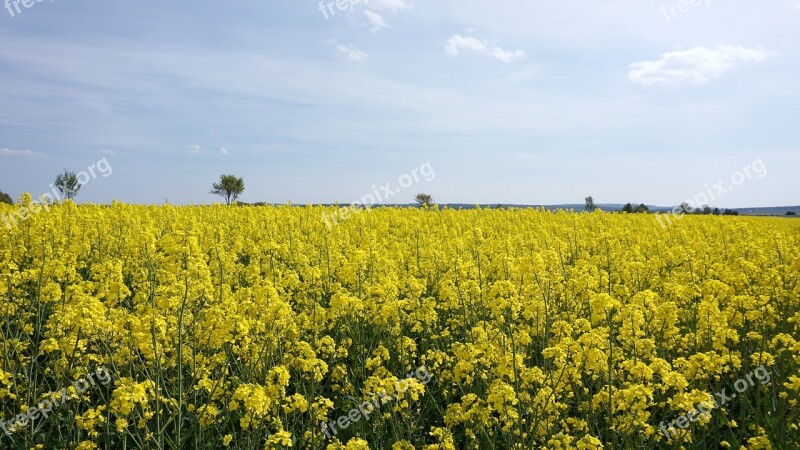 Oilseed Rape Yellow Sky Nature Field