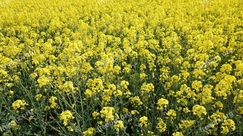 Oilseed Rape Yellow Sky Nature Field