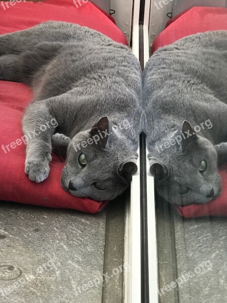 Cat Mirror Image Grey Russian Blue Vincent Macbeth