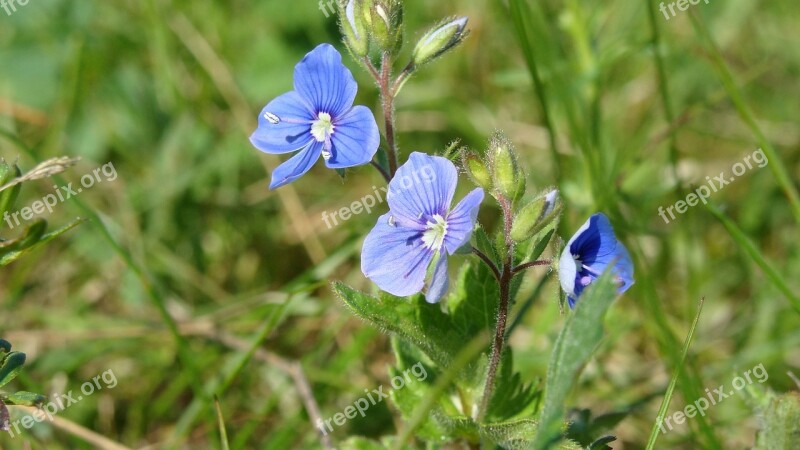 Forget-me-not Flowers Summer Flowers Of The Field Free Photos