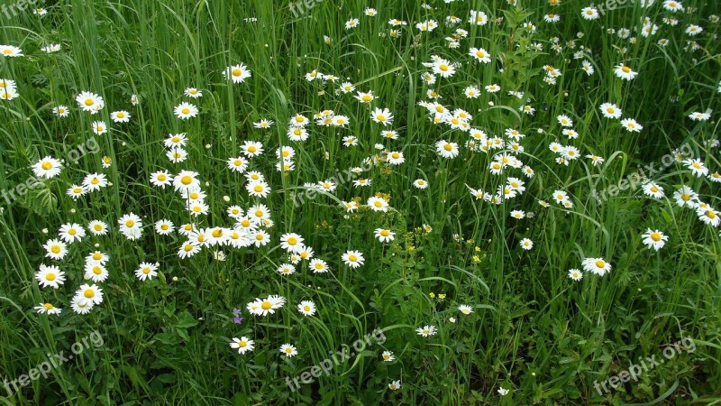 Glade Grass Nature Flowers White