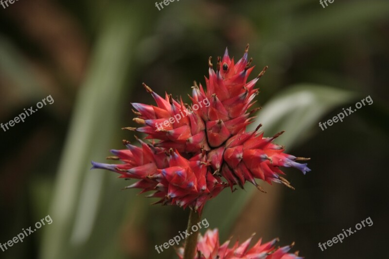 Bromeliads Flower Botanical Exotic Nature