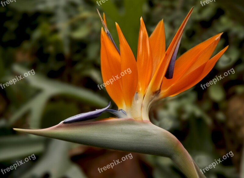 Bird Of Paradise Flower Strelitzia Bird Of Paradise Exotic Botanical Garden