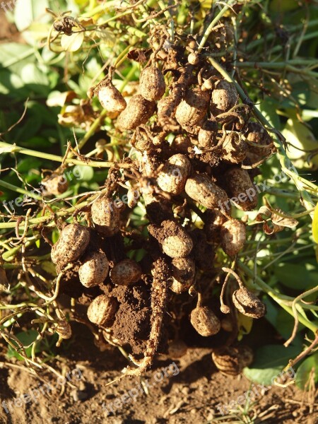 Peanuts Nicaragua Field Free Photos