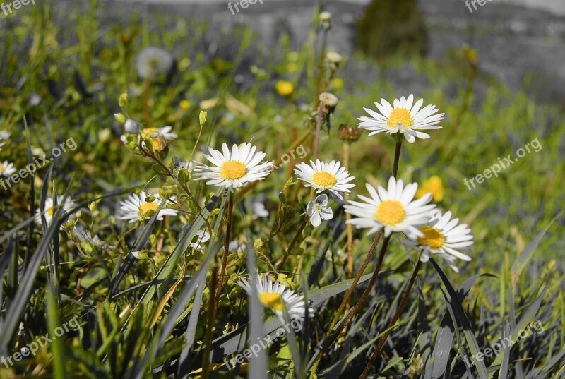 Daisy Daisies Close Up Spring Meadow