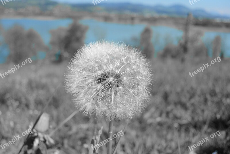 Dandelion Tussilago Farfara Close Up Faded Pollen