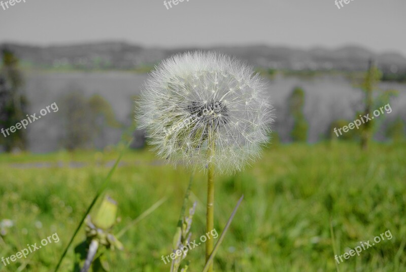 Dandelion Tussilago Farfara Close Up Faded Pollen