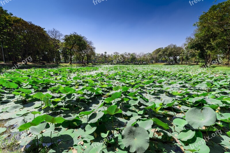 Myanmar Lotus Lake Yangon Kandawgyi